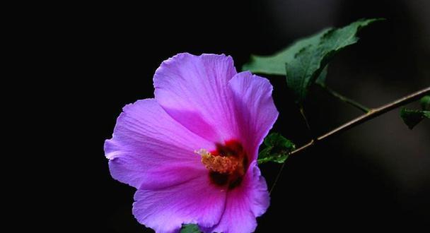 以拒绝的花花语为主题的文章（揭示拒绝的花朵所传达的含义与意义）