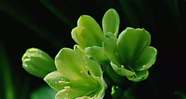 探秘大花君子兰（揭示大花君子兰蕴含的神秘花语与意义）