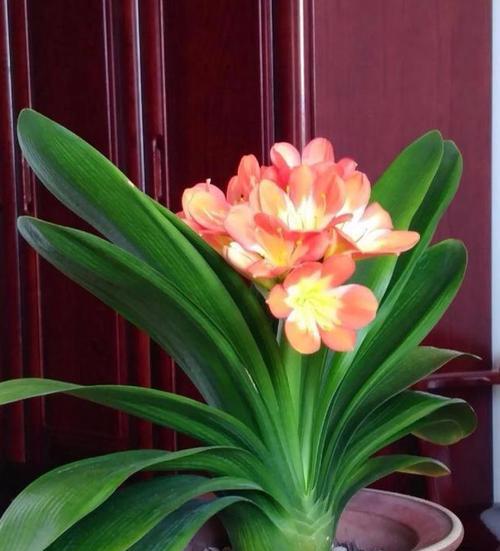 探秘大花君子兰（揭示大花君子兰蕴含的神秘花语与意义）