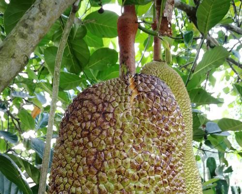 菠萝蜜几月份成熟上市？如何挑选新鲜果实？