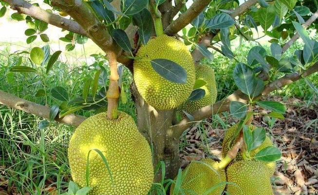 菠萝蜜几月份成熟上市？如何挑选新鲜果实？