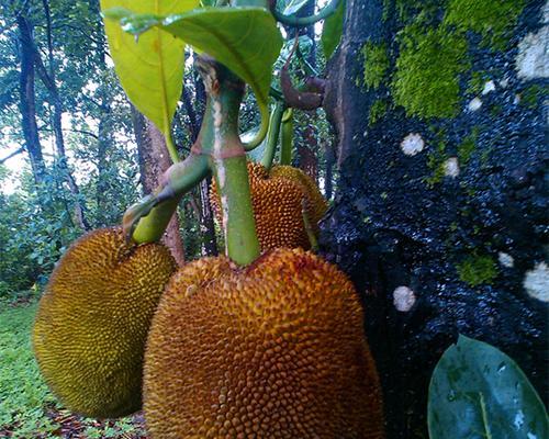 菠萝蜜几月份成熟上市？如何挑选新鲜果实？