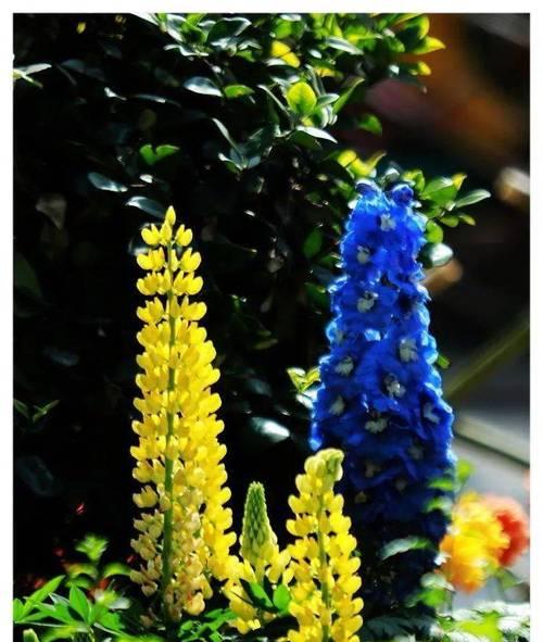 贪婪的花语——以向日葵为例（向日葵的花语揭示人性中的贪婪之念）