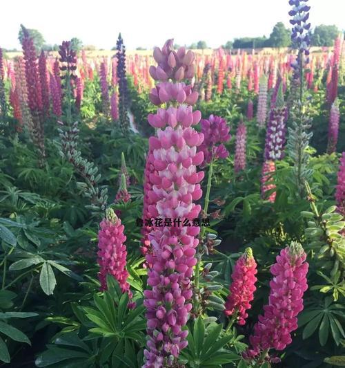 贪婪的花语——以向日葵为例（向日葵的花语揭示人性中的贪婪之念）