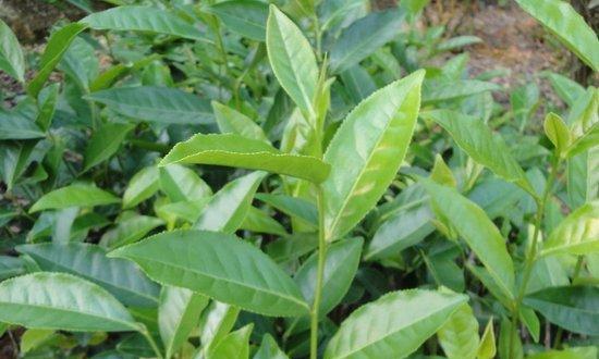 武夷水仙茶属于什么茶？它有哪些独特属性和特点？