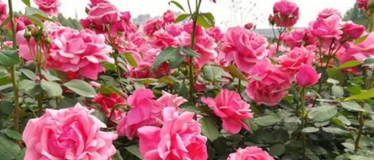 石竹摘心打顶的最佳时间是什么时候？具体操作步骤有哪些？