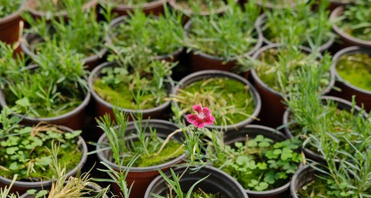 石竹摘心打顶的最佳时间是什么时候？具体操作步骤有哪些？