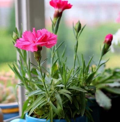 石竹摘心打顶的最佳时间是什么时候？具体操作步骤有哪些？