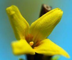 连翘花的花语与寓意（一朵芳香扑鼻的连翘花）