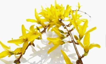 连翘花的花语与寓意（一朵芳香扑鼻的连翘花）