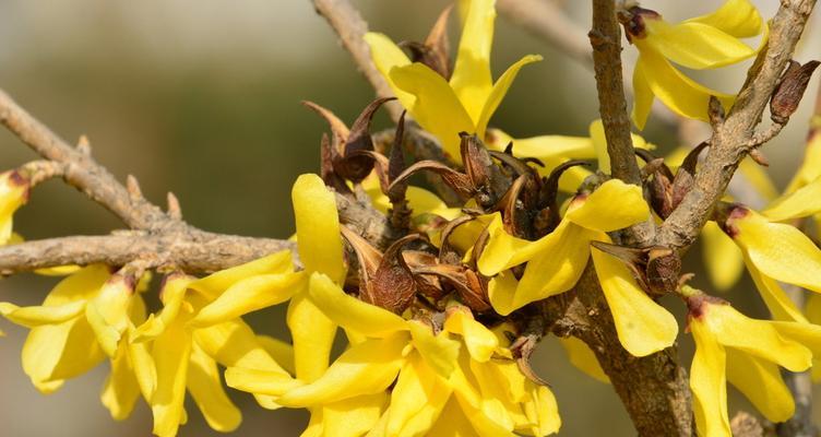 连翘花的花语与寓意（一朵芳香扑鼻的连翘花）