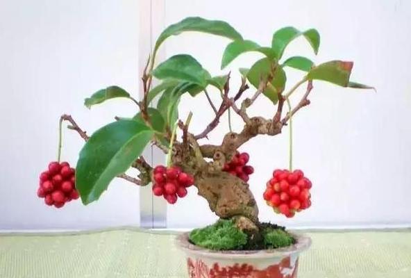 五味子冷冻保存的正确方法是什么？能延长保质期吗？