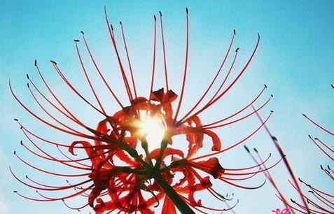 彼岸花（爱情如彼岸花盛放）