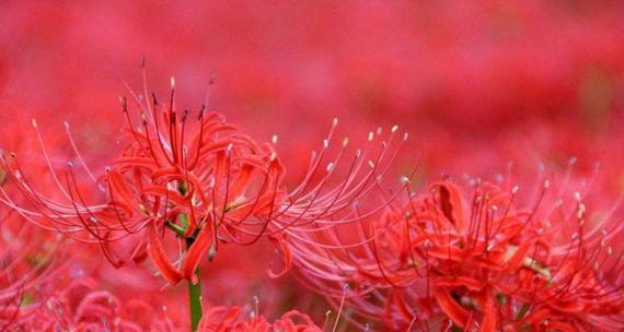彼岸花（爱情如彼岸花盛放）