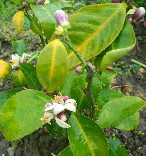 柠檬树开花时间是什么时候？花期通常持续多久？