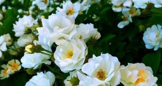 无情的花语——以冷艳玫瑰为主题（解读冷艳玫瑰的花语）