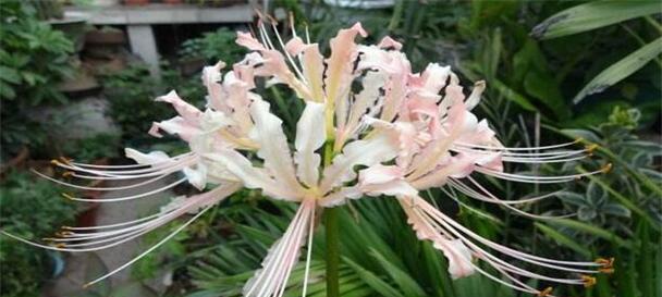 无情的花语——以冷艳玫瑰为主题（解读冷艳玫瑰的花语）