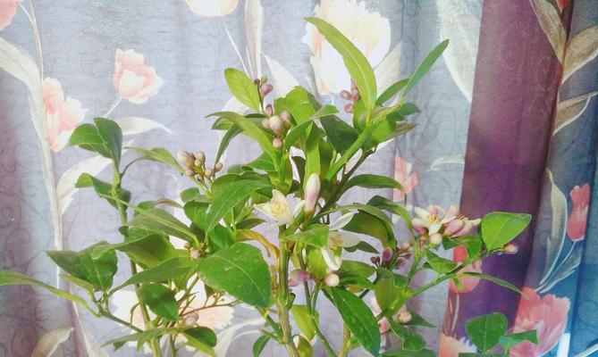 柠檬树开花时间是什么时候？花期通常持续多久？