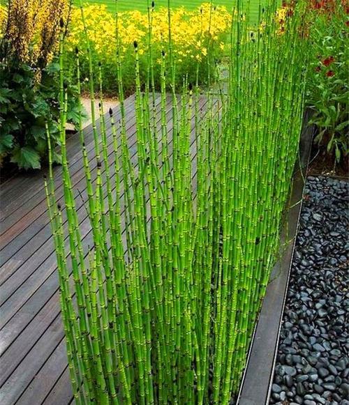 努力的力量（以代表努力的植物为主题）