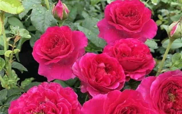 凯特琳娜月季有哪些优点和缺点？如何正确养护？