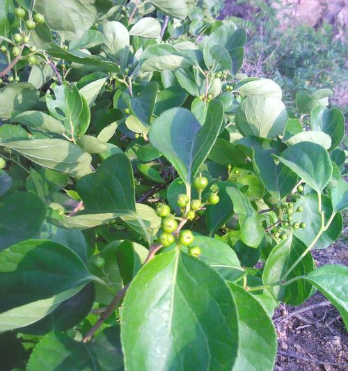 努力的力量（以代表努力的植物为主题）