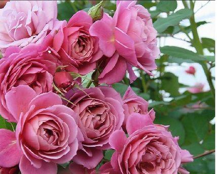 凯特琳娜月季有哪些优点和缺点？如何正确养护？