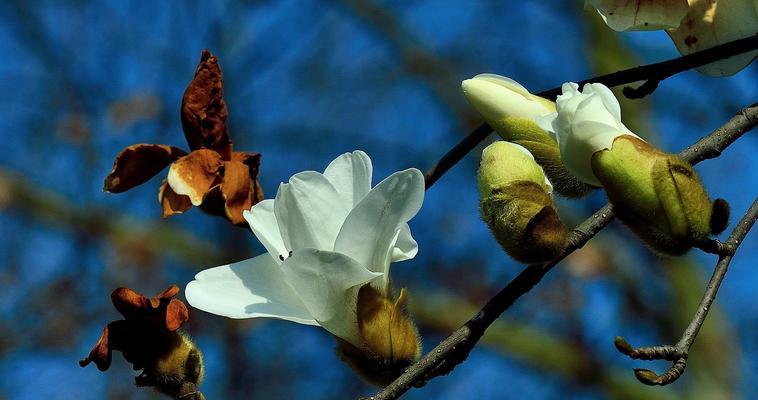 白兰花的花语(揭开白兰花的神秘面纱)