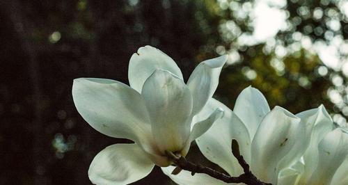 白兰花的花语（揭开白兰花的神秘面纱）
