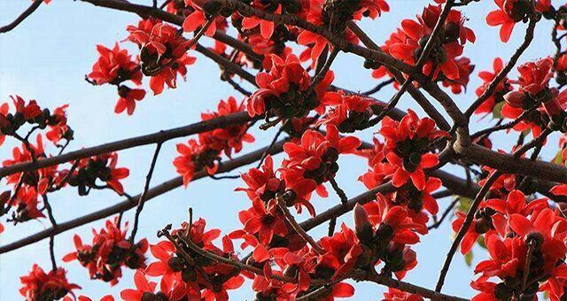 木棉花一年开几次花？如何正确识别木棉花的花期？
