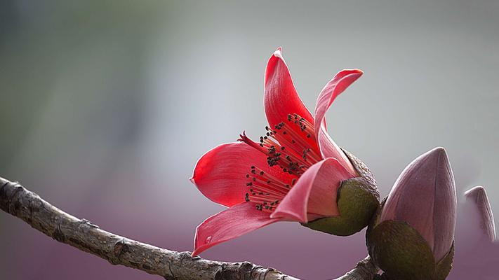 木棉花一年开几次花?如何正确识别木棉花的花期? 木棉花一年开几次花?如何正确识别木棉花的花期?