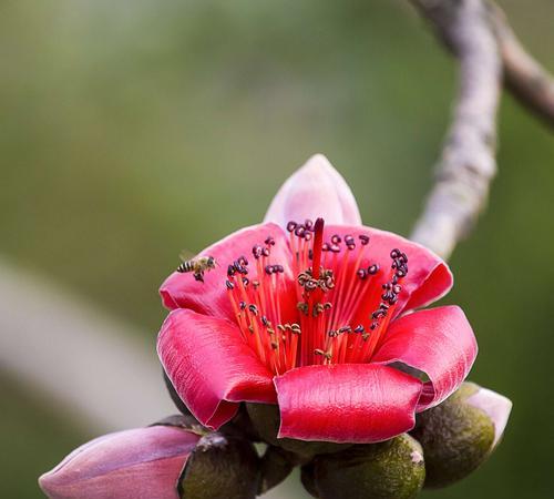 木棉花一年开几次花?如何正确识别木棉花的花期? 木棉花一年开几次花?如何正确识别木棉花的花期?