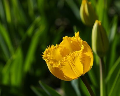 郁金香25朵花语的深意（25种花语揭示内心情感）