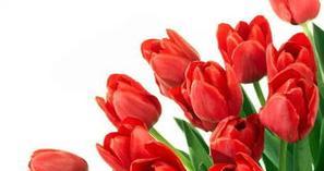 郁金香25朵花语的深意（25种花语揭示内心情感）