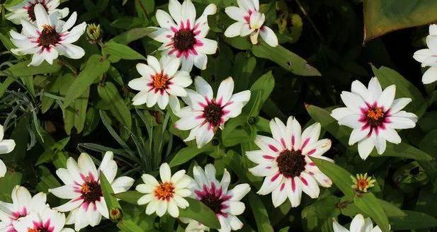 菊花怕晒太阳吗？如何正确养护避免晒伤？