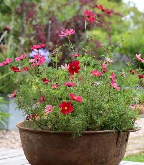 菊花怕晒太阳吗？如何正确养护避免晒伤？