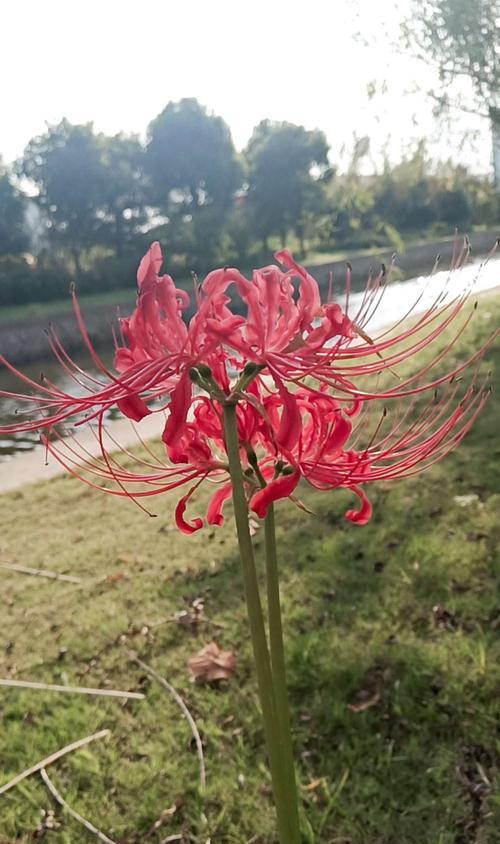 恶魔之花（探秘代表恶魔的花朵的传说与神秘力量）