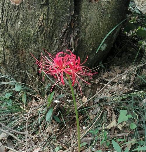 恶魔之花（探秘代表恶魔的花朵的传说与神秘力量）