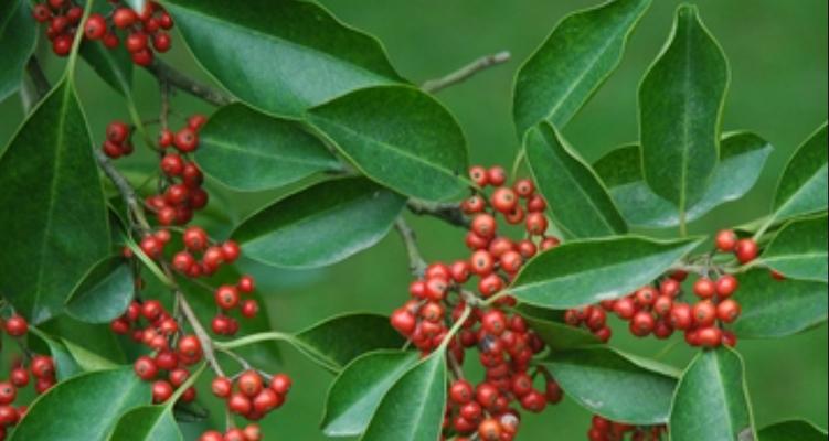 铁冬青果实有毒吗？食用安全性和潜在风险解析？
