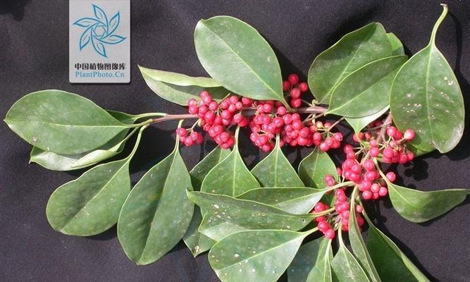 铁冬青果实有毒吗？食用安全性和潜在风险解析？
