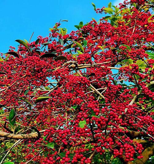 铁冬青果实有毒吗？食用安全性和潜在风险解析？