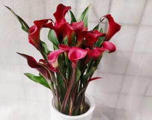 白色马蹄莲（探索白色马蹄莲的文化意义和生态价值）