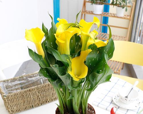 白色马蹄莲（探索白色马蹄莲的文化意义和生态价值）