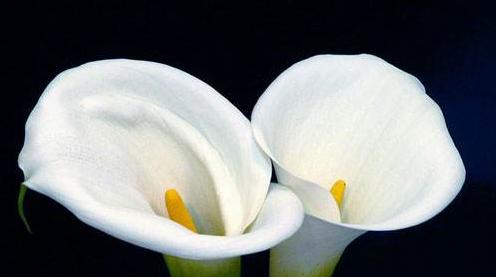 白色马蹄莲（探索白色马蹄莲的文化意义和生态价值）