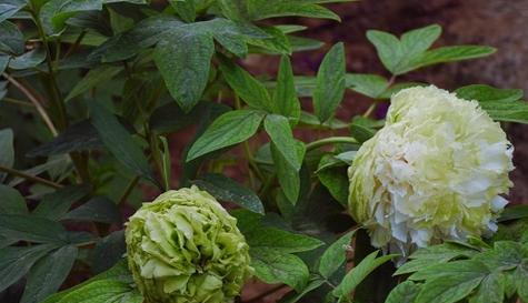 牡丹不开花是什么原因?如何解决牡丹不开花的问题? 牡丹不开花是什么原因?如何解决牡丹不开花的问题?