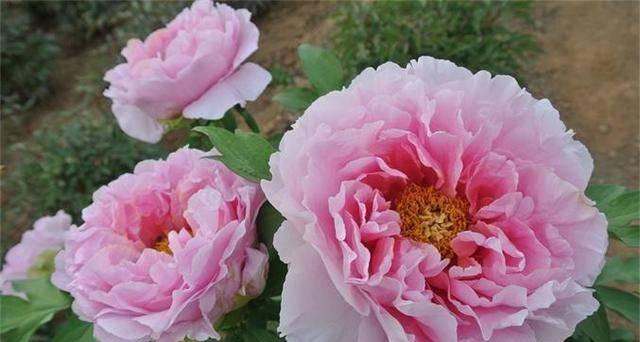 牡丹不开花是什么原因?如何解决牡丹不开花的问题? 牡丹不开花是什么原因?如何解决牡丹不开花的问题?