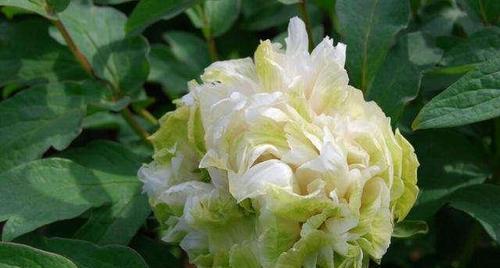 牡丹不开花是什么原因?如何解决牡丹不开花的问题? 牡丹不开花是什么原因?如何解决牡丹不开花的问题?