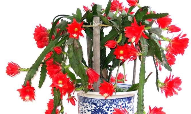 箭荷花的花语与意义（一朵箭荷花的花开）