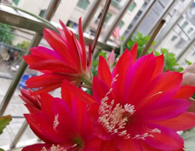 箭荷花的花语与意义（一朵箭荷花的花开）