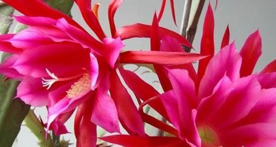 箭荷花的花语与意义（一朵箭荷花的花开）