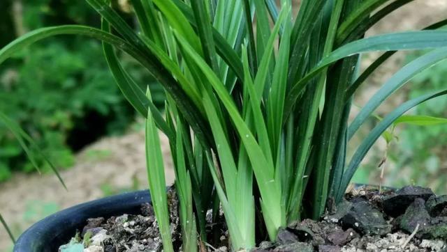 兰花换盆的最佳时间是什么时候？换盆步骤有哪些？